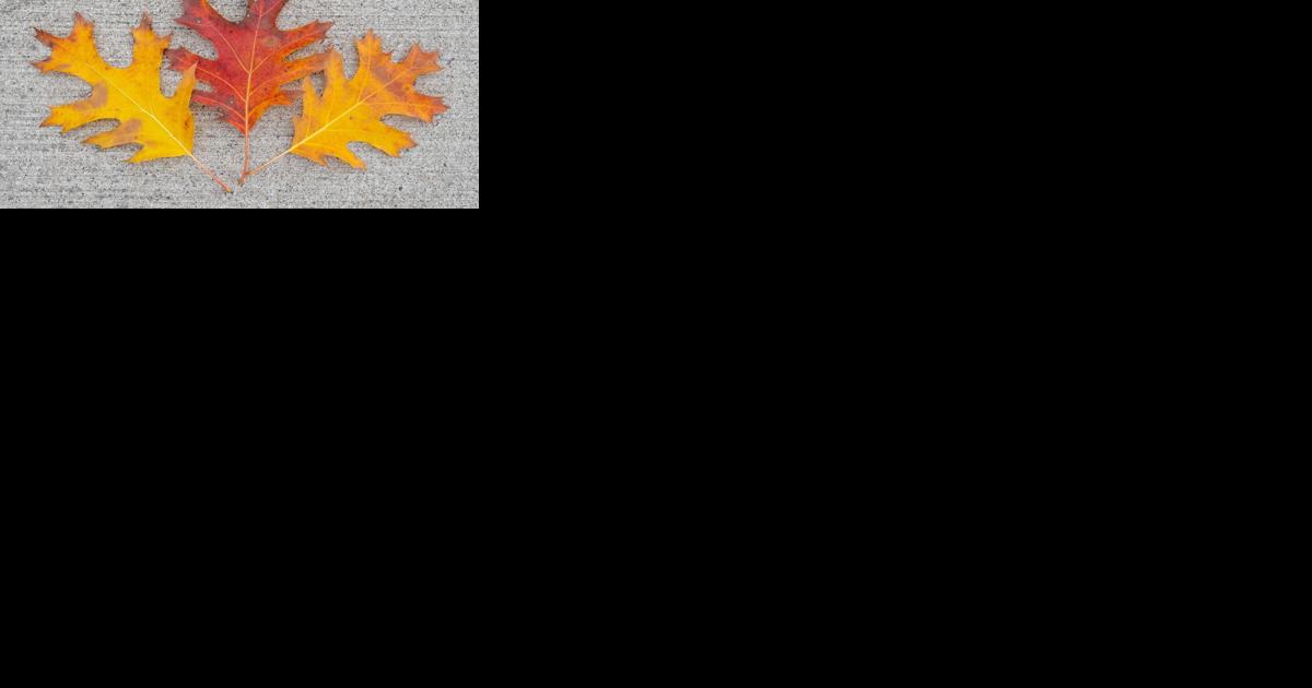 The mighty — and versatile — red oak - Vimarsana News