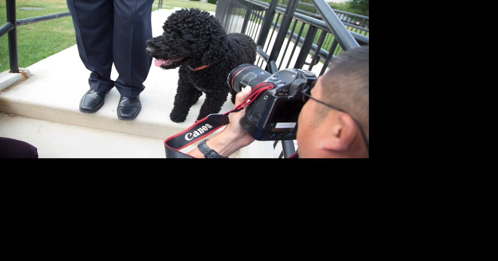 The Obamas’ family dog Sunny dies, the former president says