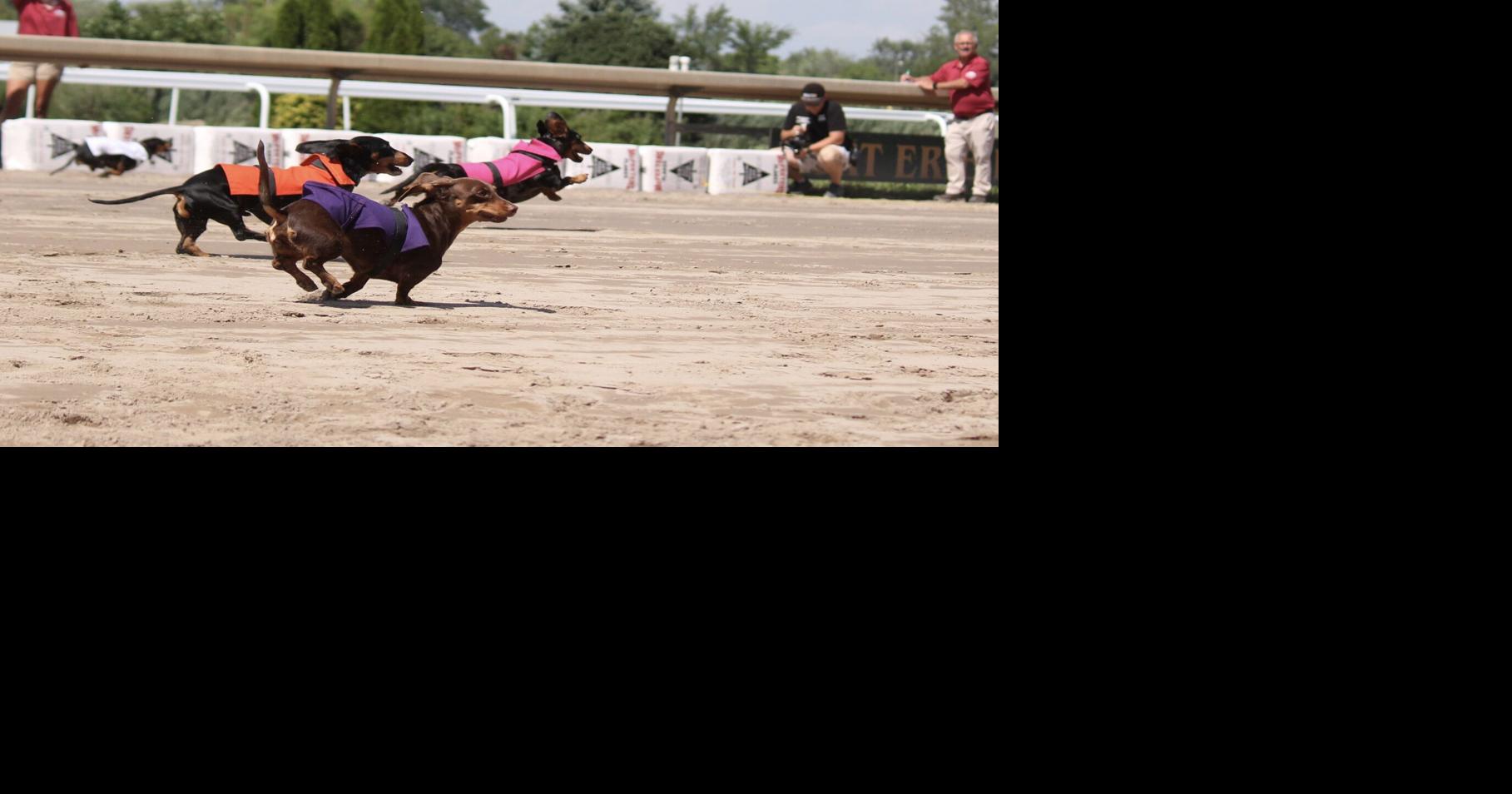 Best in Go: Wiener dog races at Fort Erie Race Track