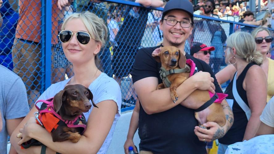Wiener Dog Rides Best in Go: Wiener dog races at Fort Erie Race Track