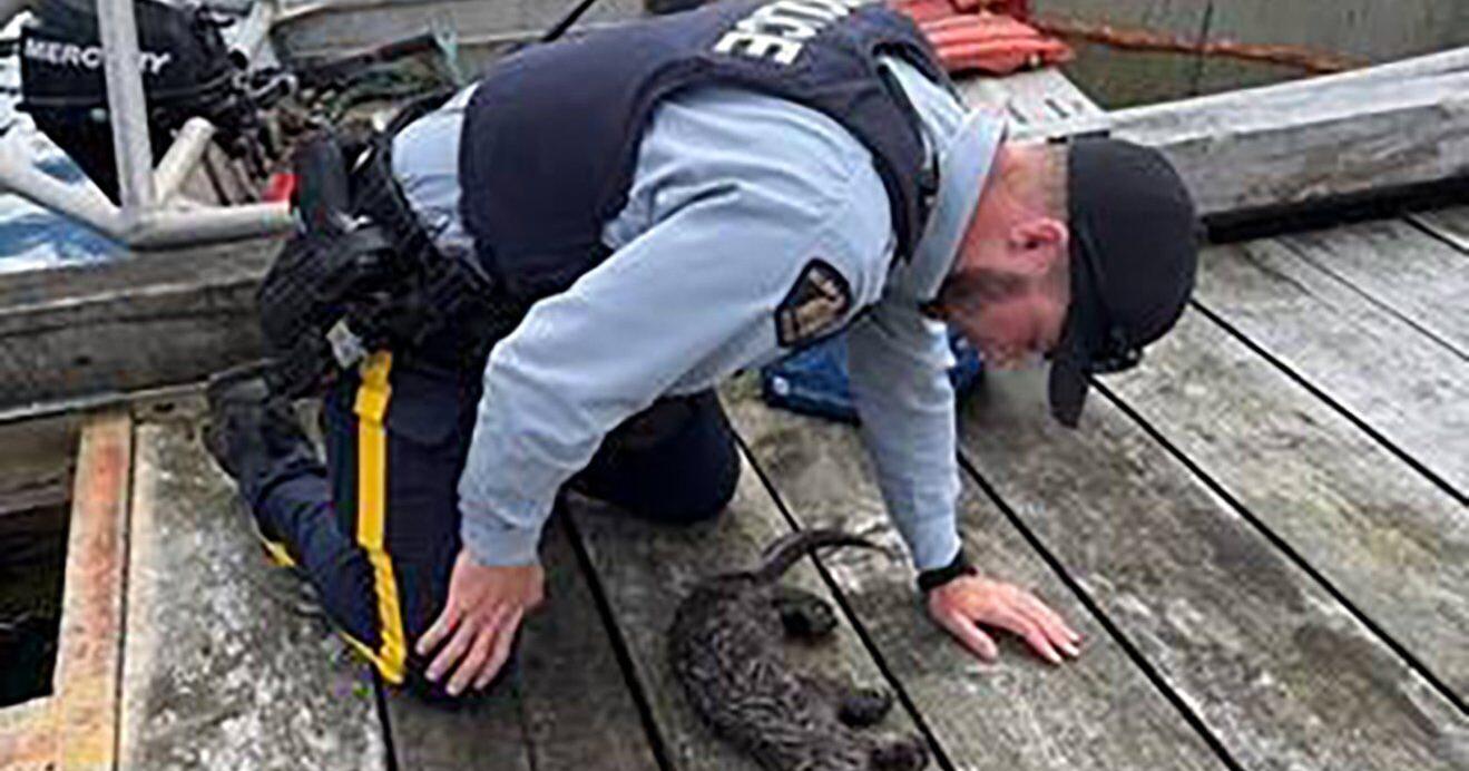 Otter pup revived by CPR , reunited with family , after choking on fishing net in B . C .