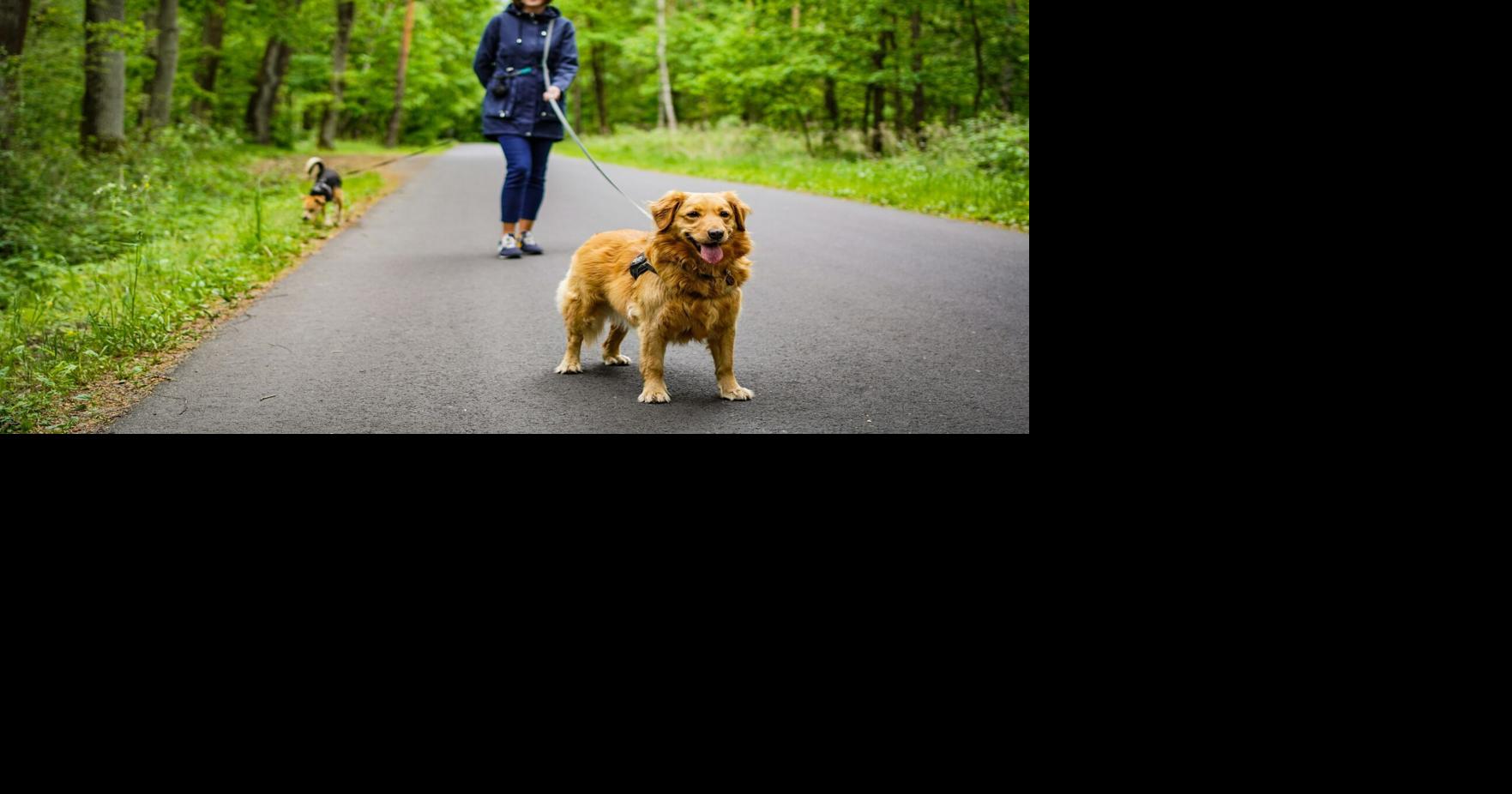 Natural ways to reduce anxiety in dogs