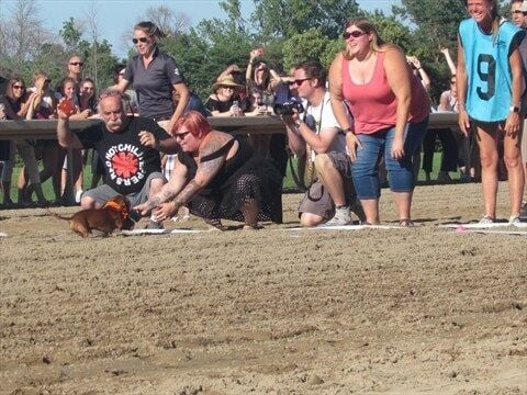 Wiener dog races are almost here! - Fort Erie Race Track