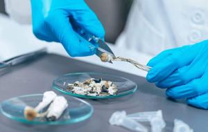 KHSC team gets green light for clinical trials on psilocybin microdosing