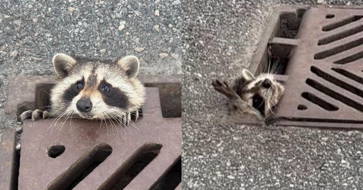 Ontario moose , raccoon , baby wombat in the news