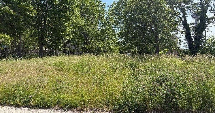 15 to 20 tall-grass complaints fielded daily by City of Niagara Falls