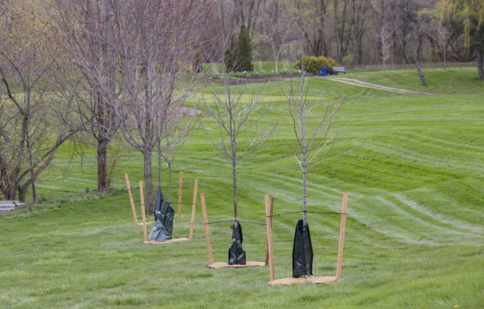 St. Catharines looks for ways to grow tree canopy