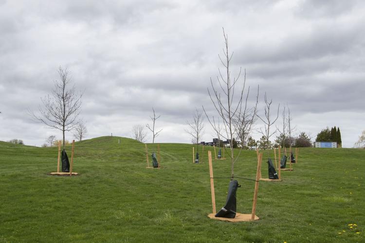 St. Catharines considers all forestry services in house