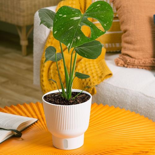 Monstera an easy choice for 2025 Houseplant of the Year