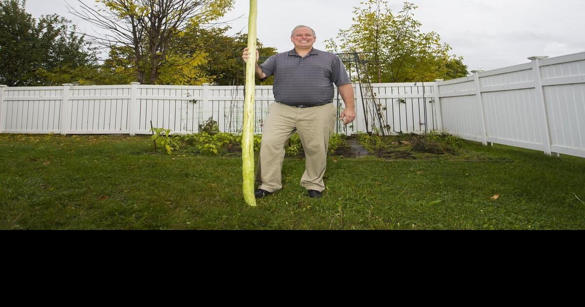 Thorold zucchini grower seeks Guinness world record