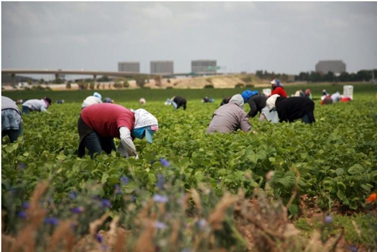 Niagara farmers oppose eliminating foreign workers program