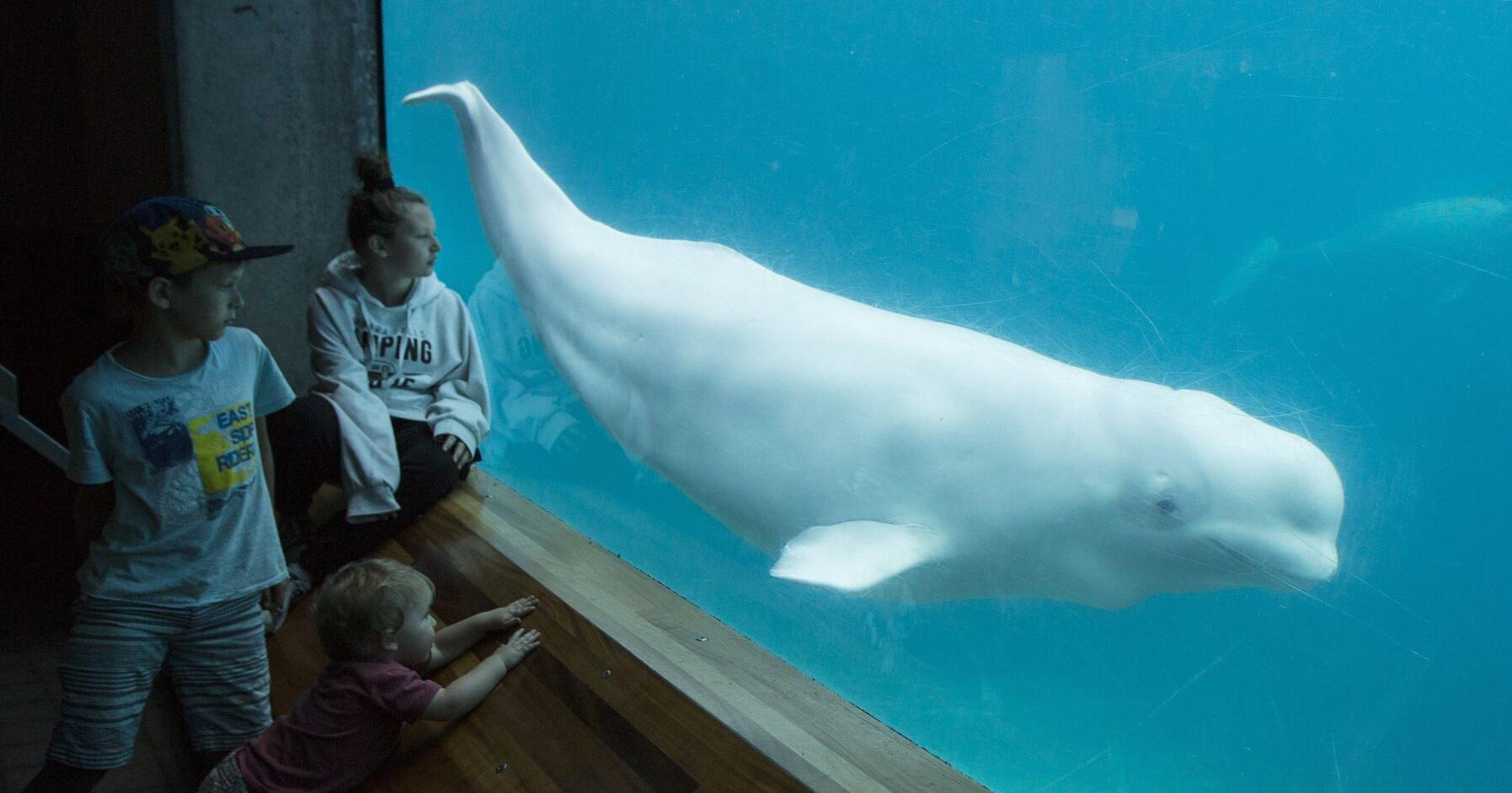 Marineland begins transfer of its beluga whales