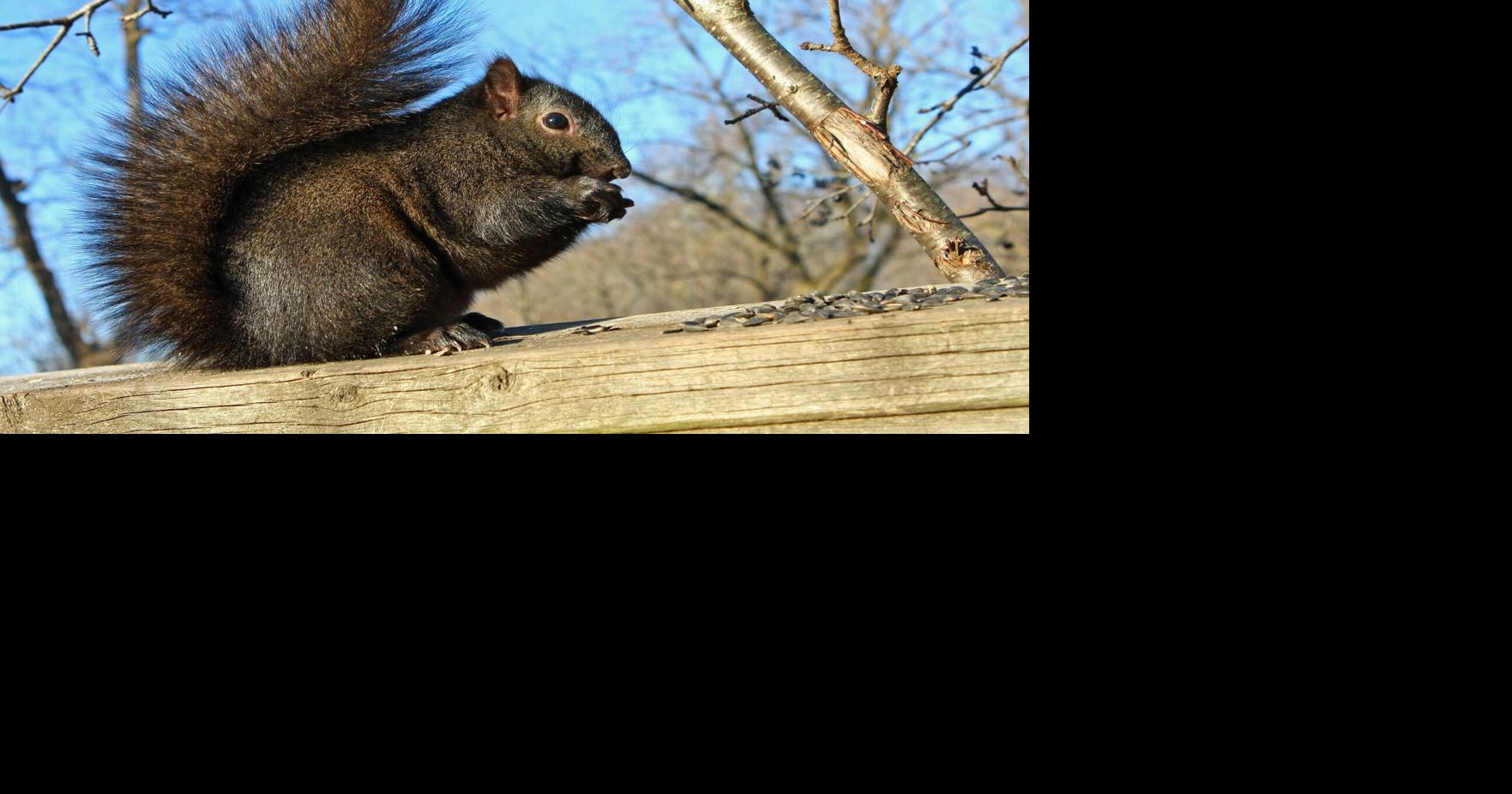 Squirrels – rats with really nice tails