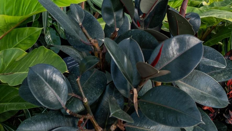 Native Ficus Native to the tropics, ficus named houseplant of the year