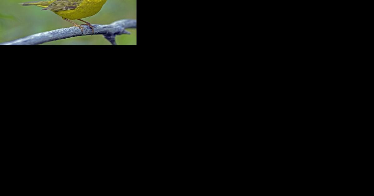 Here's why bird names are being changed - Vimarsana News