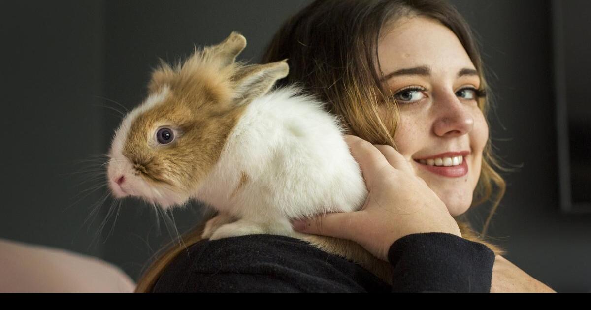 Niagara rabbit rescue group’s work keeps growing in leaps and bounds