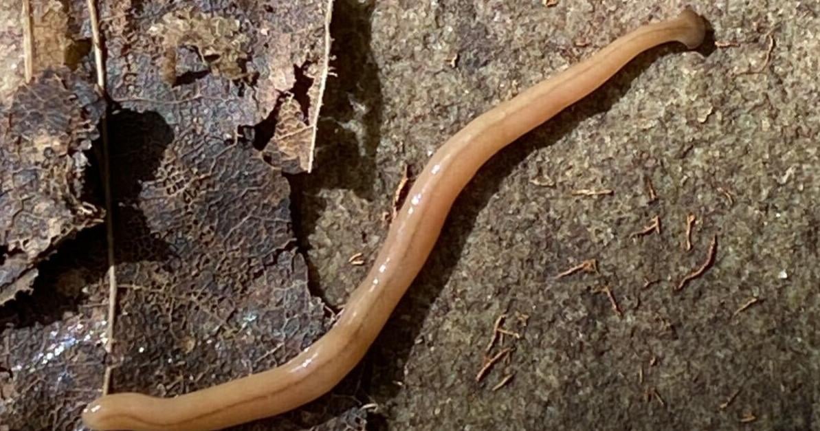 Cambridge organization urges caution for hammerhead worms
