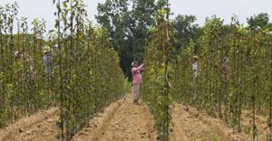 Niagara bets on agri-tech, talent and infrastructure to grow farm economy