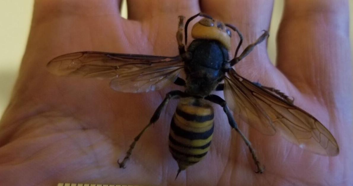 Think you saw a 'murder hornet' in Ontario? Report it - Vimarsana News