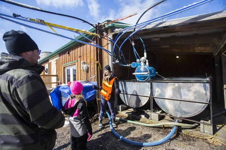 Tapping sweet success at Pelham maplesyrup operation