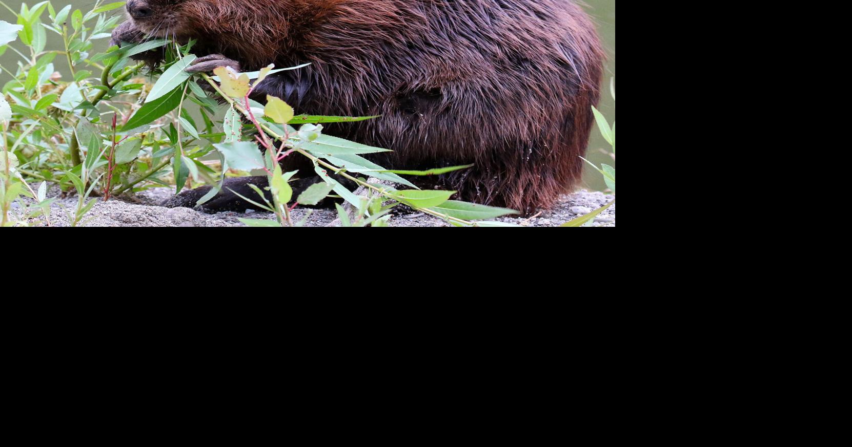 OUR NIAGARA: Beaver