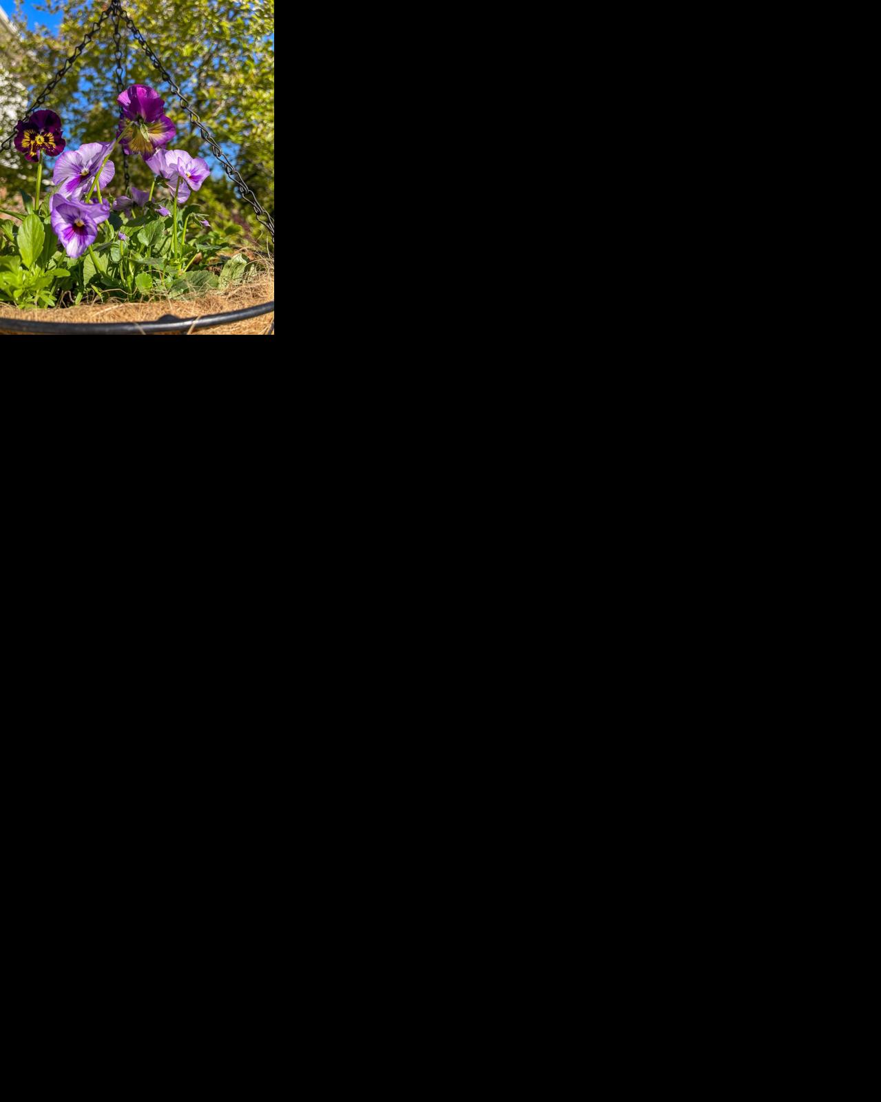 Growing pansies from seed