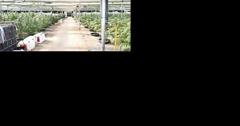 House arrest for two men involved in multimillion dollar illegal cannabis operation in Niagara - Vimarsana News