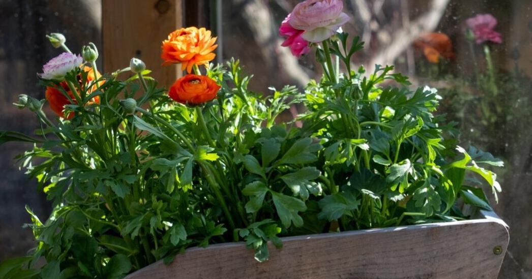 Standard Ranunculus Ranunculus —the rose of spring