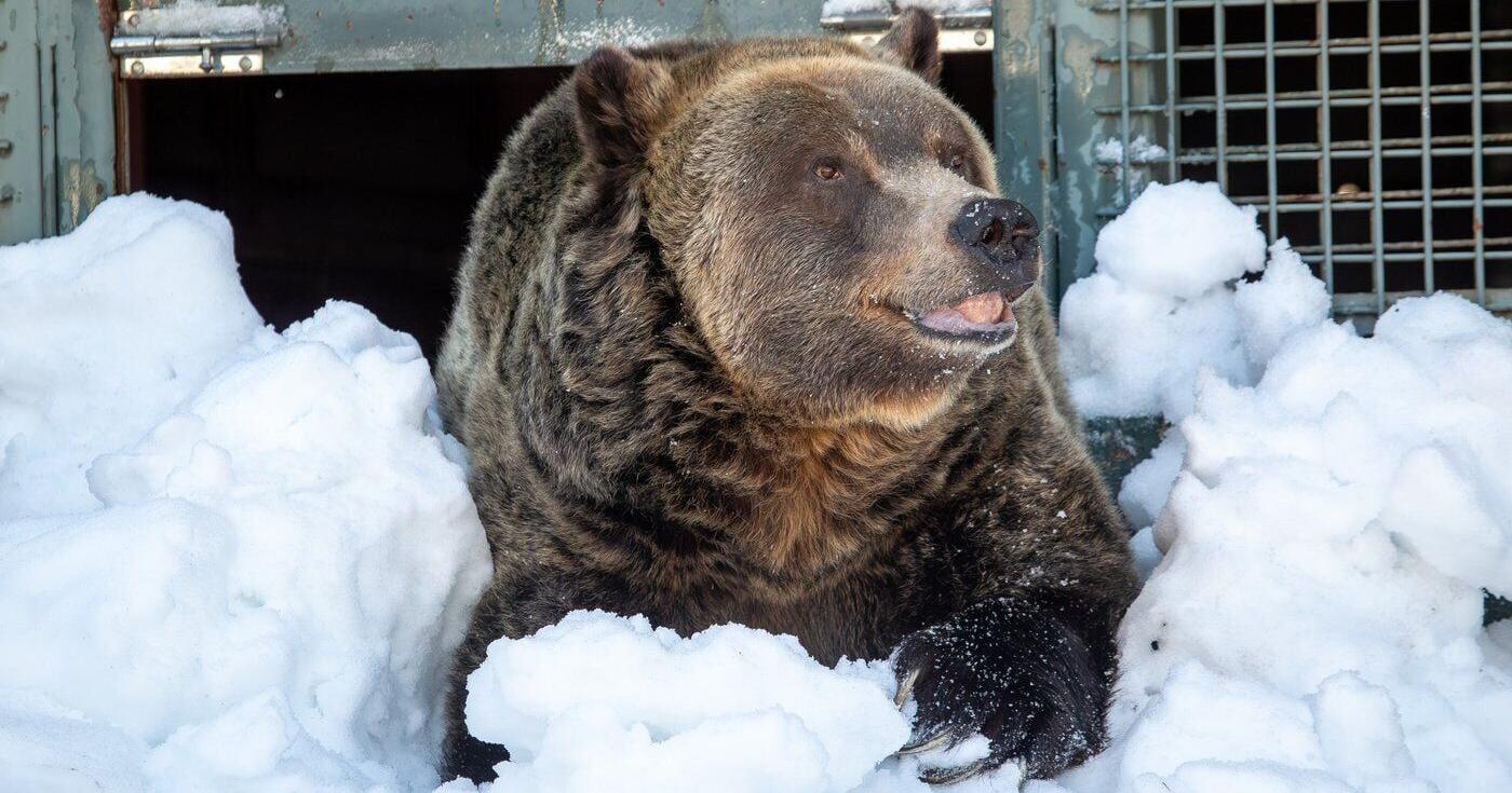 Grinder , one of two beloved grizzly bears on Grouse Mountain , dies
