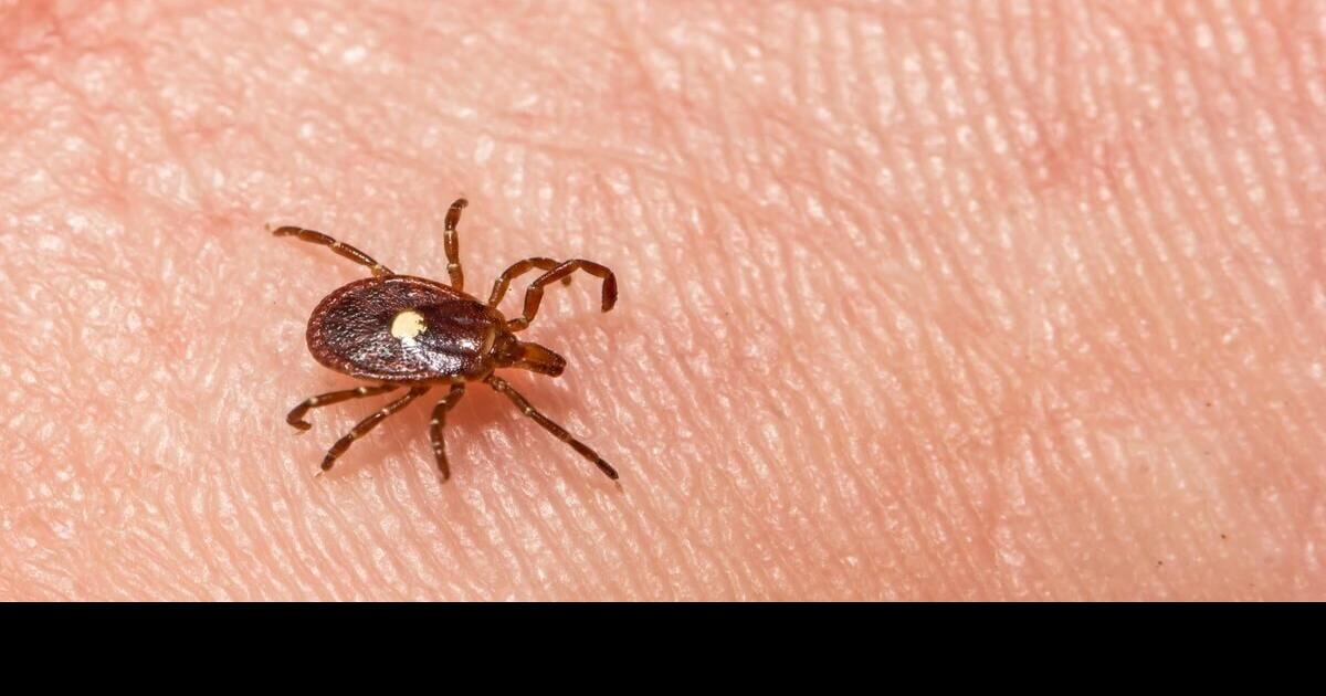 Meat allergy caused by ticks also found in Canada