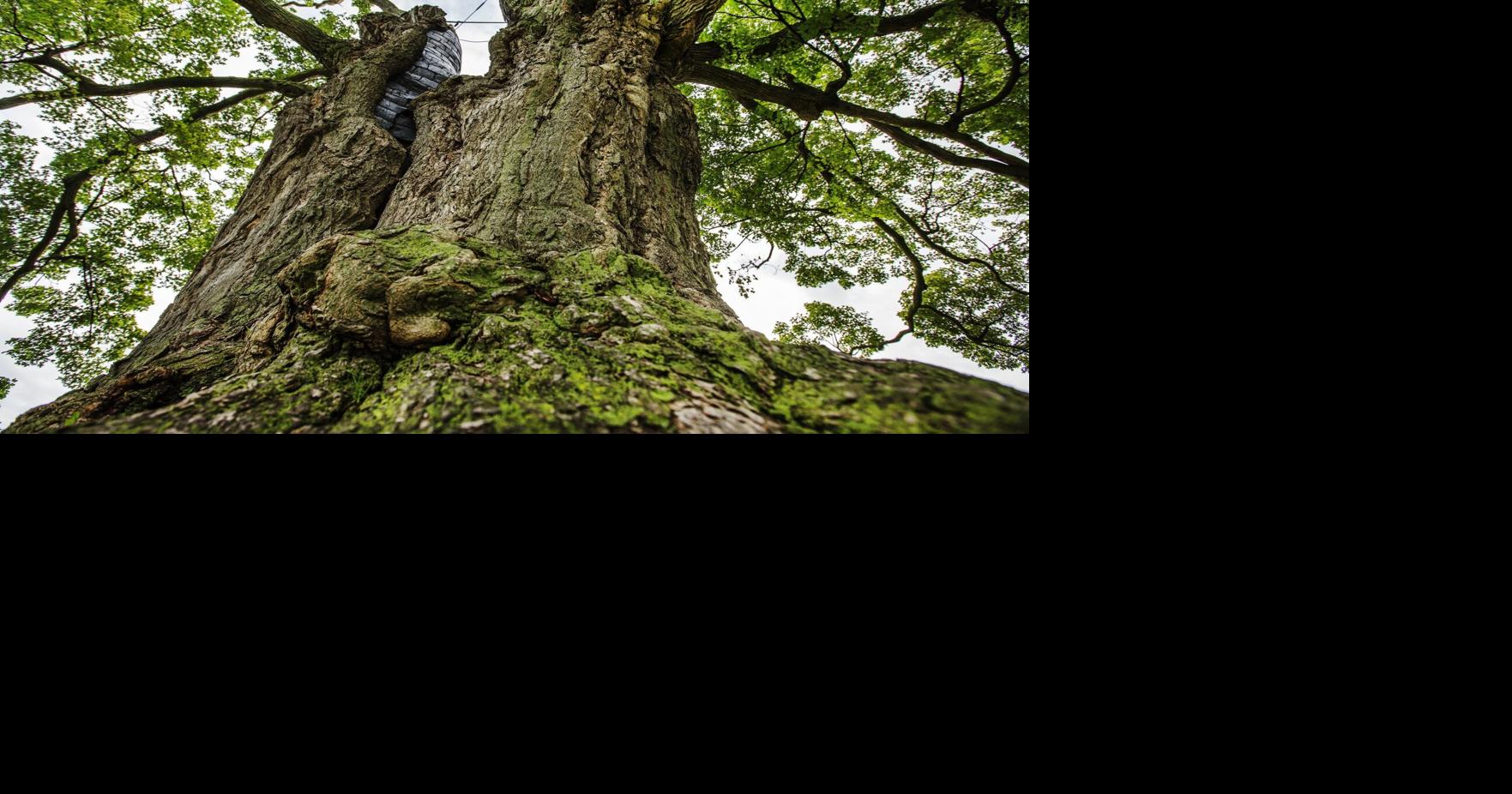 Niagara has a fascinating history. Plus, there's a tree