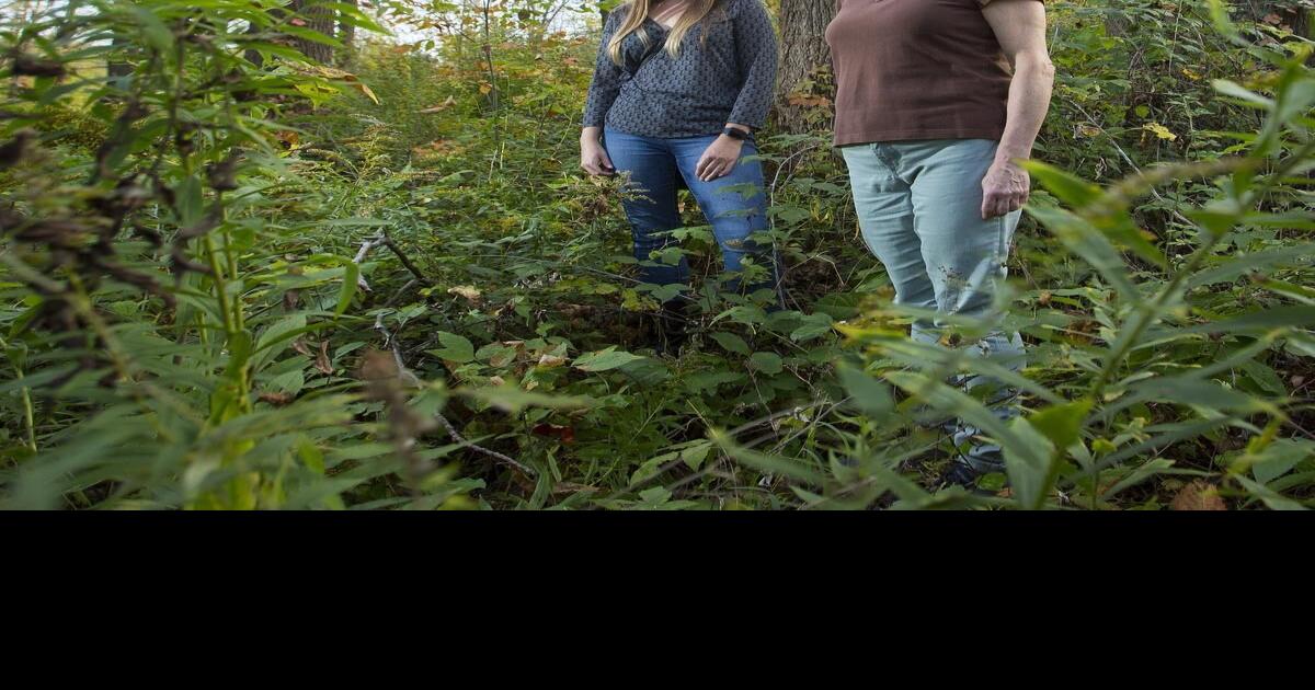 More than 100 Indigenous plant species identified on Laura Secord trail