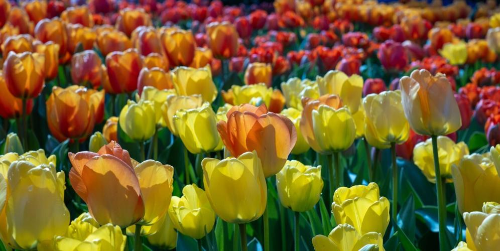 Vibrant spring tradition Skagit Valley Tulip Festival
