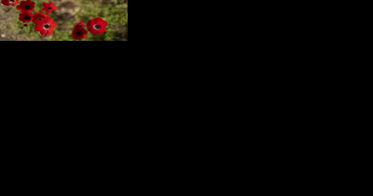 Southern Israel was filled with blood and death. Brilliant red wildflowers now bloom among the ashes - Vimarsana News