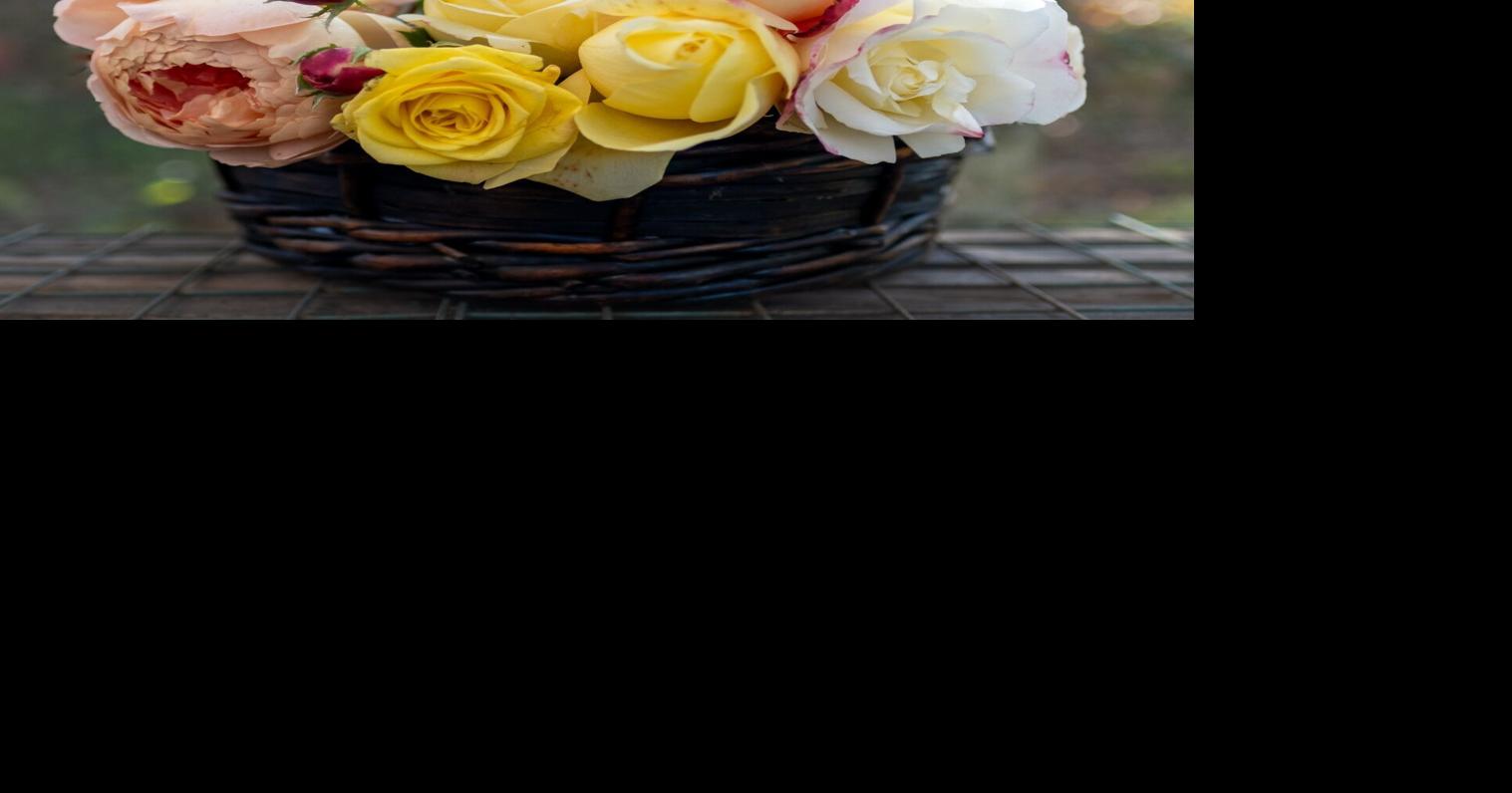 November roses: a precious late-season display