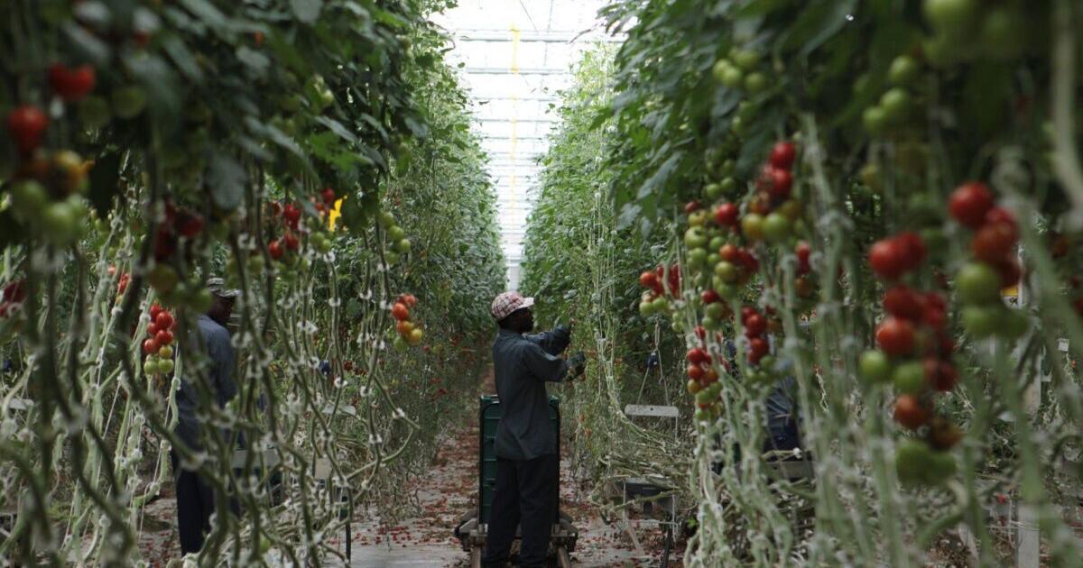 Canada has plan to overhaul temporary foreign worker program - Vimarsana News