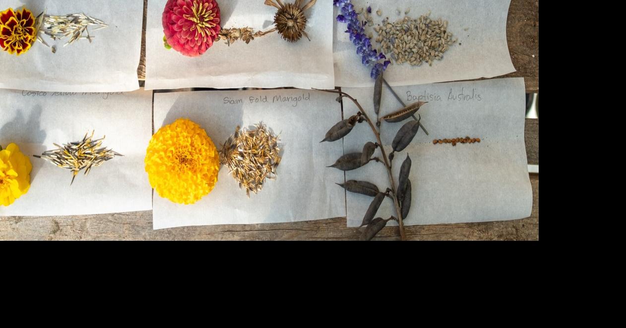 Now is the time for harvesting flower seeds