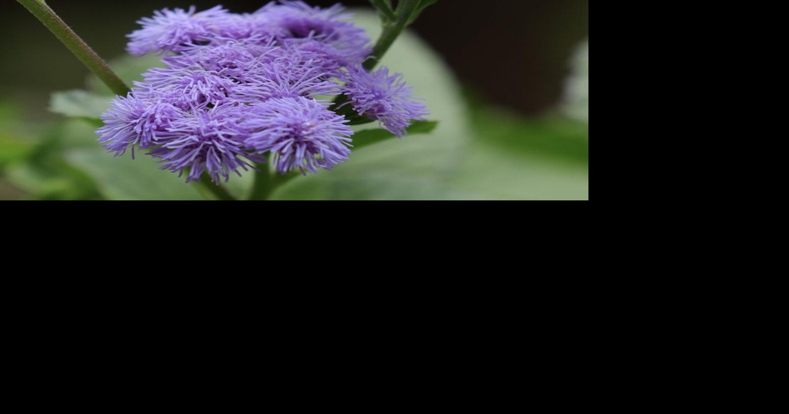 In the Garden: More magic in the garden, please