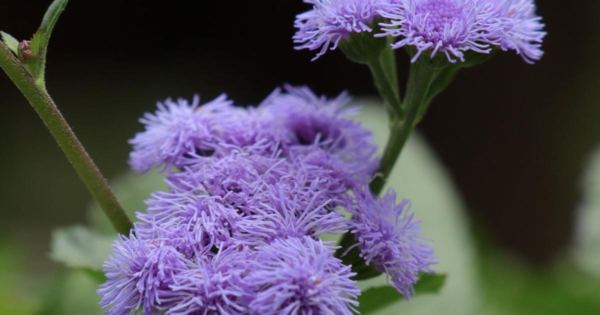 In the Garden: More magic in the garden, please