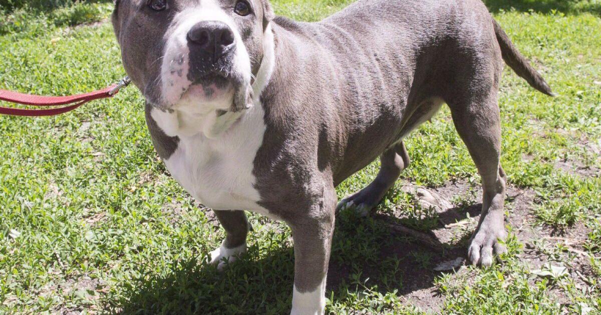 Ontario banned pit bulls in 2005. Why you still see them - Vimarsana News