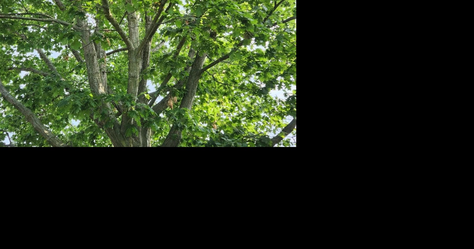 Pelham’s tree program celebrates first heritage nomination