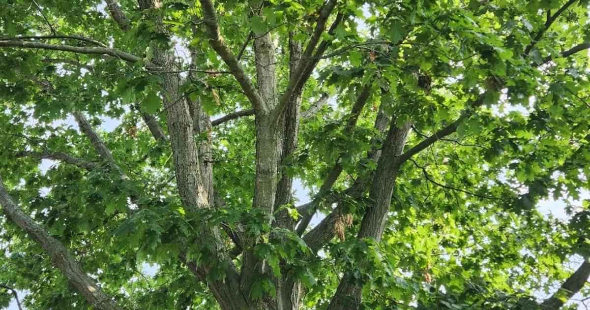 Graham Tree Pelham’s tree program celebrates first heritage nomination