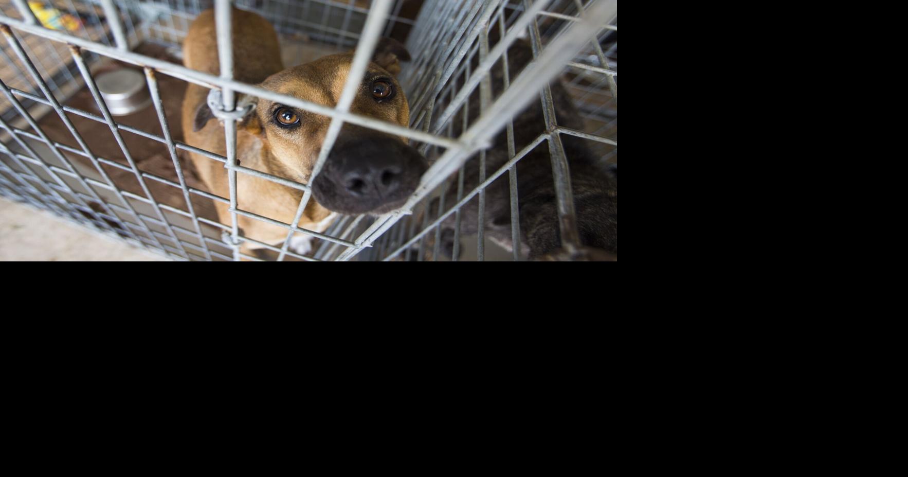 Niagara SPCA fetches funding to help more dogs find homes