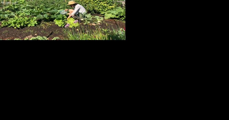 Gardening as self-care: Millennials are taking to the garden - Vimarsana News