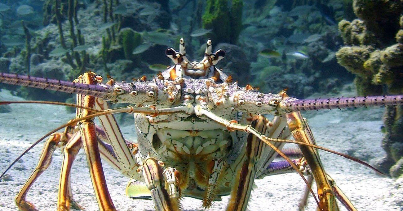 Hamilton man arrested in Florida for lobstering violations