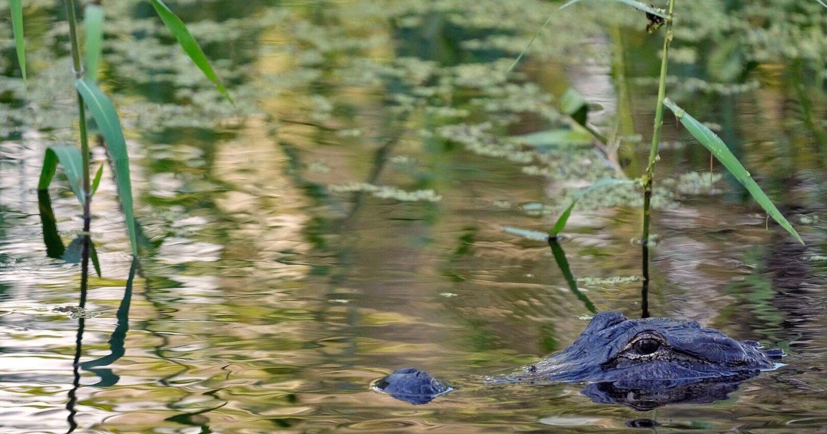 Fisherman , 71 , attacked and killed by 12 - foot alligator alongside Florida lake