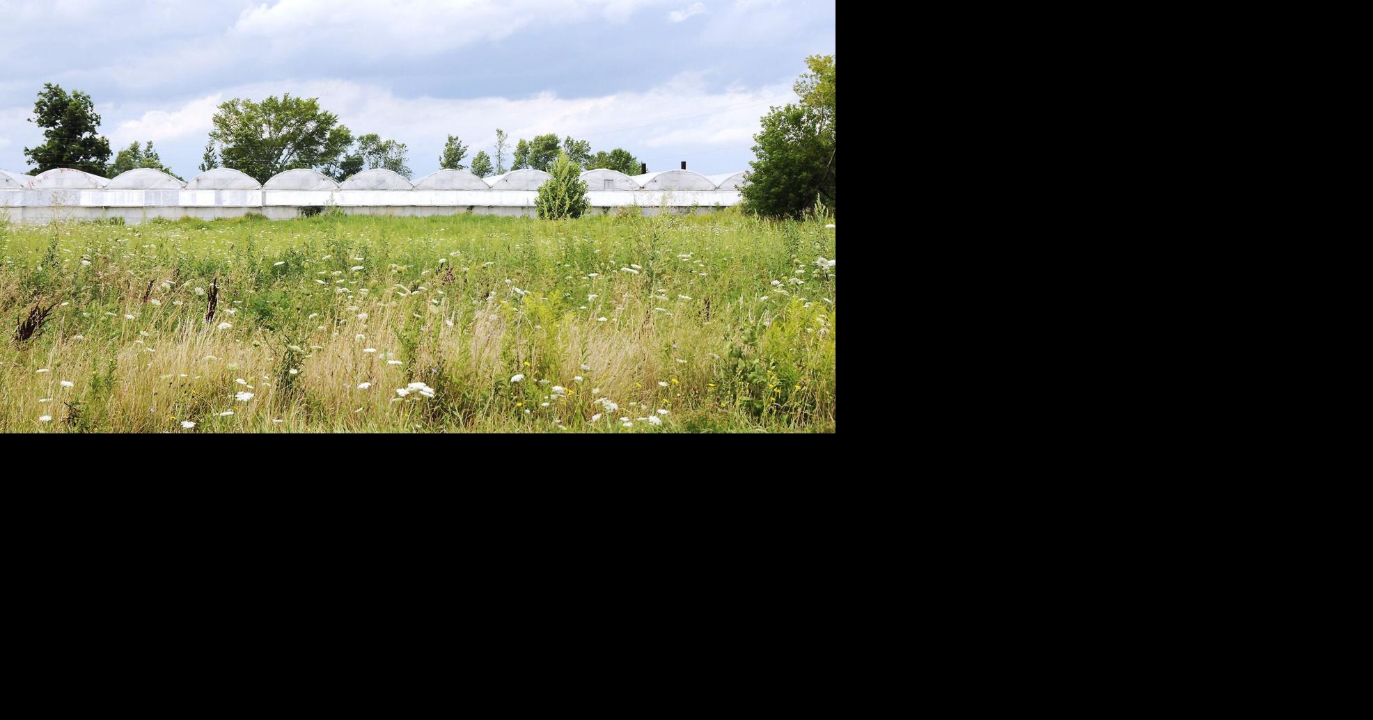 Wainfleet relives its past with illegal grow-ops