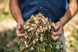 You don't have to live in the tropics to grow peanuts