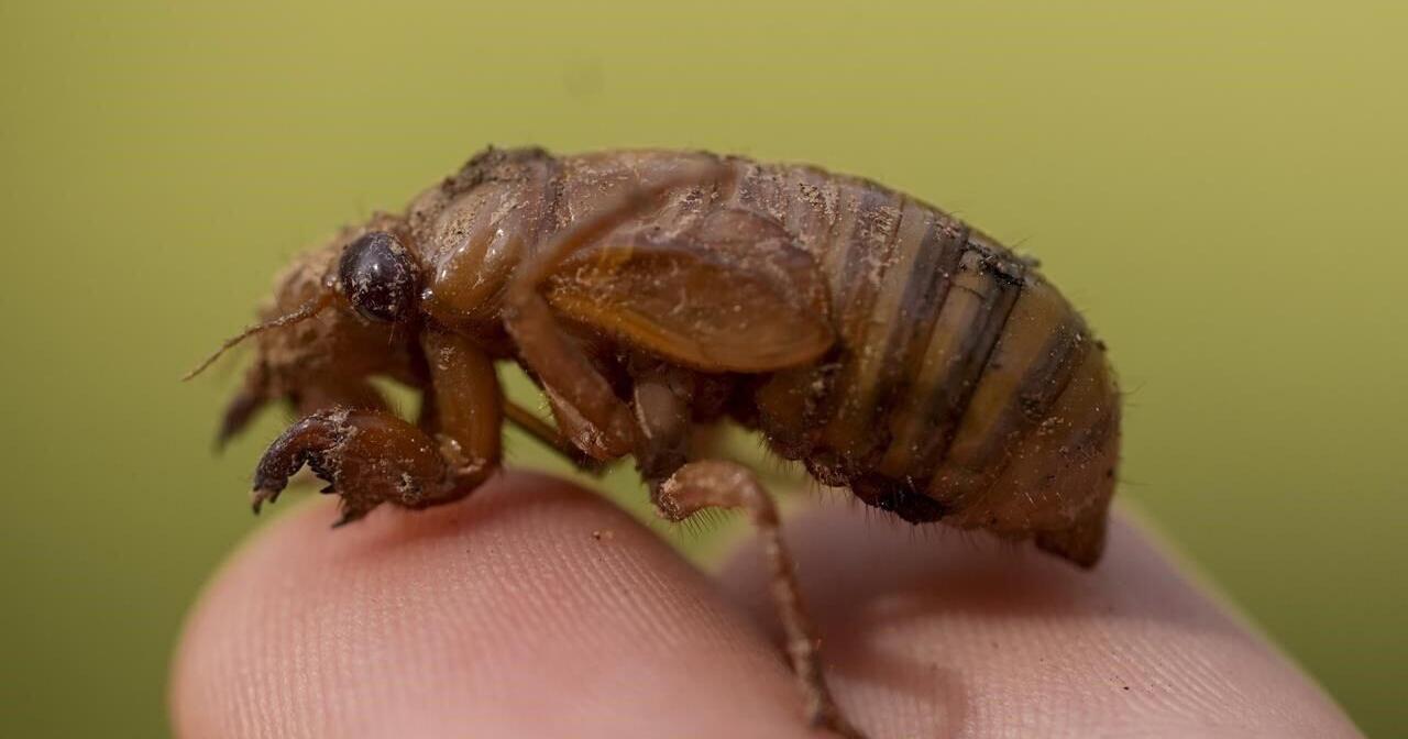Invaders from underground are coming in cicada-geddon. It's the biggest bug emergence in centuries - Vimarsana News
