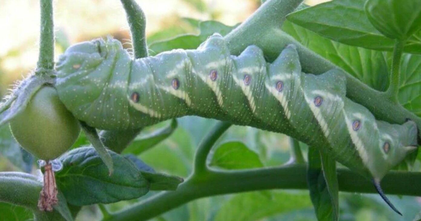Tomato hornworms damage gardens in Ontario